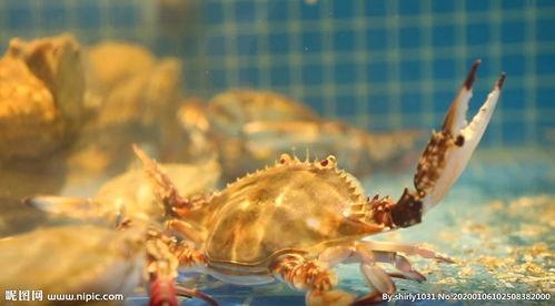 海鲜爆料海鲜视频大全,视频大全带你领略海洋美味风采
